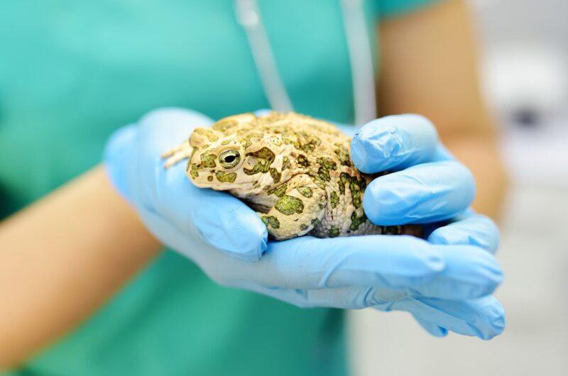 Exotics service card image